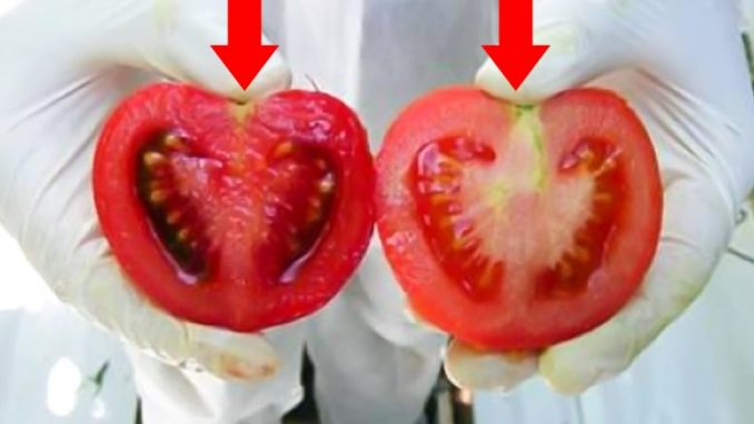 Не дай себя обмануть! Мы едим яд ежедневно… Внимание, вот как выглядят помидоры с ГМО! 