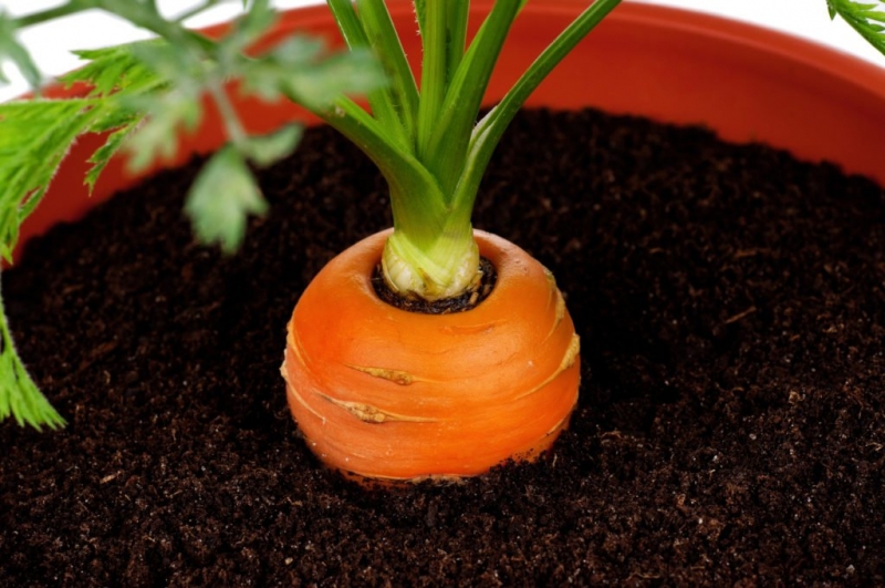 Как пикировать морковь на грядке?