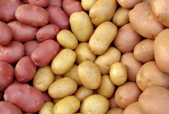 Подготовка картофеля к посадке весной обработка
