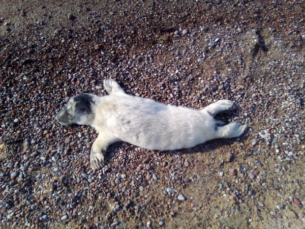 Балтийский тюлень: что делать при встрече? 