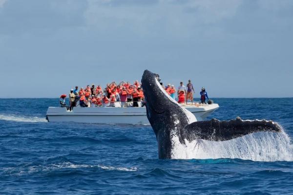  Брачные игры горбатых китов у побережья Доминиканы