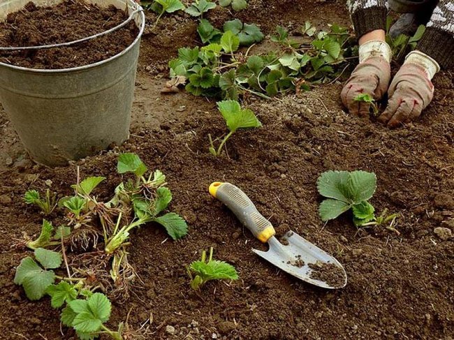 Как правильно посадить клубнику осенью на грядках