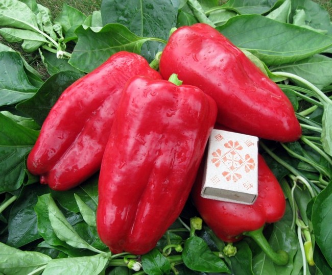 Семена перца болгарского лучшие сорта для теплиц с фото