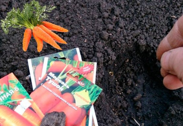 Посадка моркови весной в открытый грунт сроки