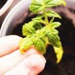 Как посадить рассаду помидоров в домашних условиях