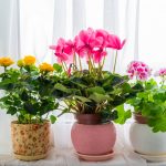 Как посадить имбирь в домашних условиях из корнеклубня
