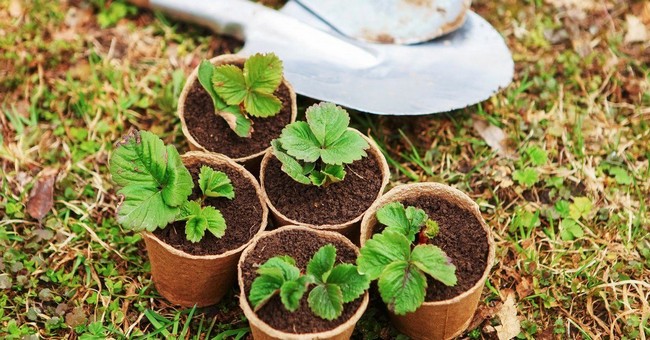 Как посадить клубнику семенами в домашних условиях