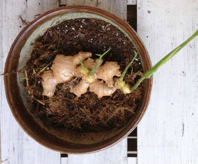 Как посадить имбирь в домашних условиях из корнеклубня