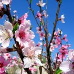 Лунный календарь на апрель 2019 года садовода и огородника цветовода