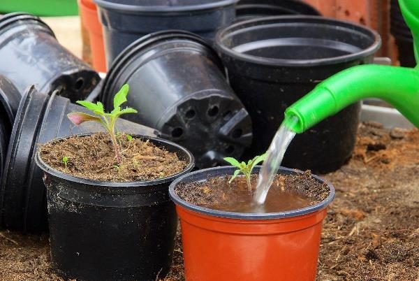 Выращивание рассады помидоров в домашних условиях