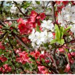 Лунный посевной календарь на апрель 2019 года садовода и огородника таблица