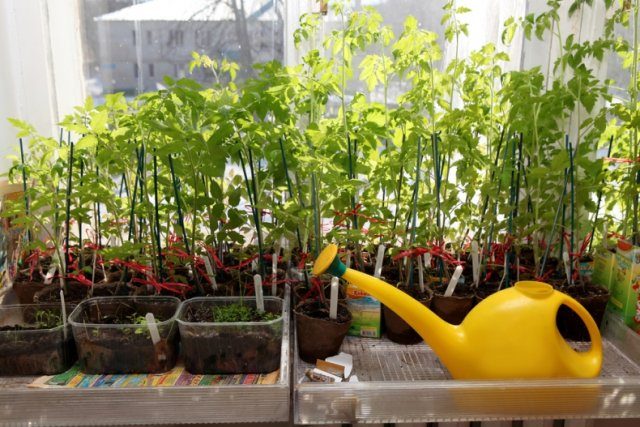 Чем полить рассаду помидор чтобы росли крепкими