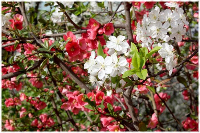 Лунный календарь на апрель 2019 года садовода и огородника цветовода