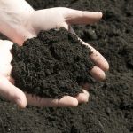 Какие семена лука или гороха глубже заделывают в почву и почему