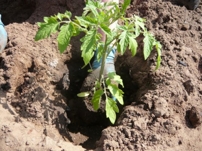 Высадка рассады помидор в открытый грунт в мае 2019