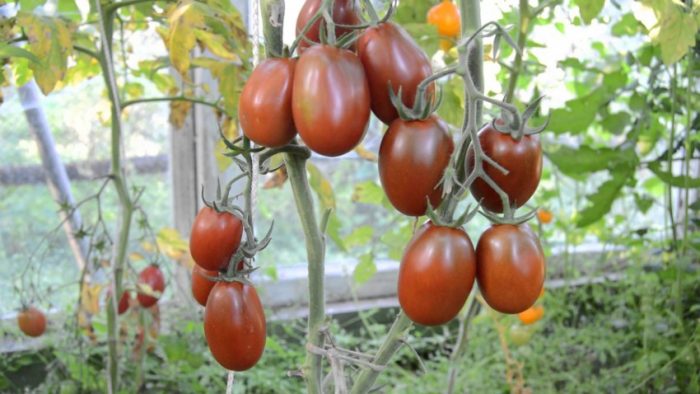 Подкормка помидор: какие удобрения и когда использовать?
