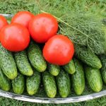 Дрожжи для подкормки помидоров и огурцов