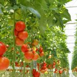 Почему скручиваются листья у рассады томатов