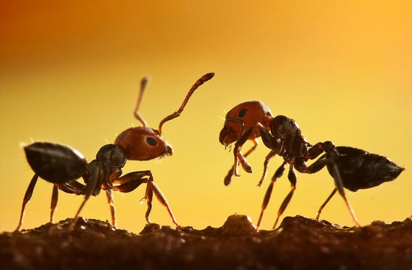 В Бразилии хотели заставить муравьев добывать кофе