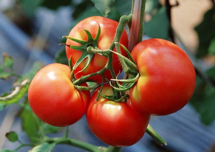 Подкормка помидор: какие удобрения и когда использовать?