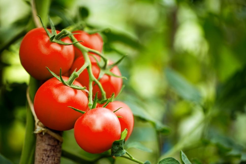Почему скручиваются листья у рассады томатов