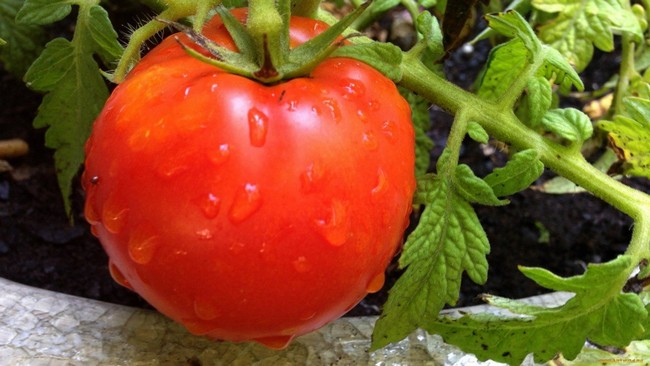 Подкормка томатов борной кислотой и йодом
