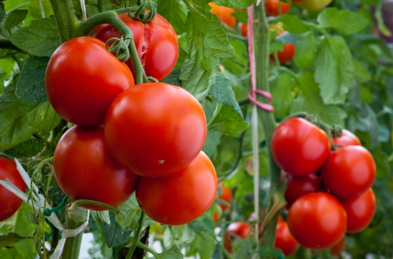 Как обрезать помидоры в открытом грунте