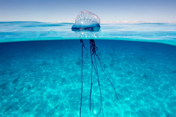 Испания закрывает пляжи из-за смертельно опасных медуз