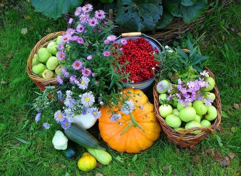 Лунный календарь на сентябрь 2019 года садовода и огородника цветовода