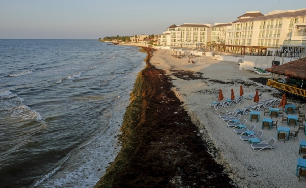 Вонючие водоросли уничтожили пляжный туризм в Мексике 
