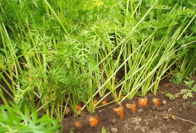 Когда убирать морковь с грядки на хранение в Беларуси