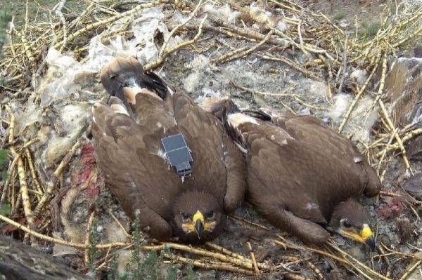 «Закинь орлу на мобилку», или как помогают сибирским орнитологам