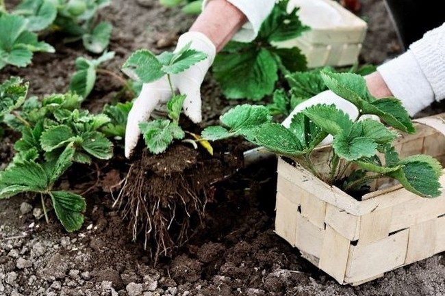 Как посадить клубнику весной в открытый грунт