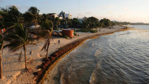 Вонючие водоросли уничтожили пляжный туризм в Мексике 