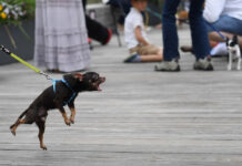 Как ветеринар помогает справиться с агрессивным поведением питомцев