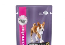 Поговорим о влажном корме для собак