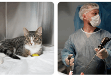 Почему стоит обратиться в ветеринарную клинику и как выбрать лучшую